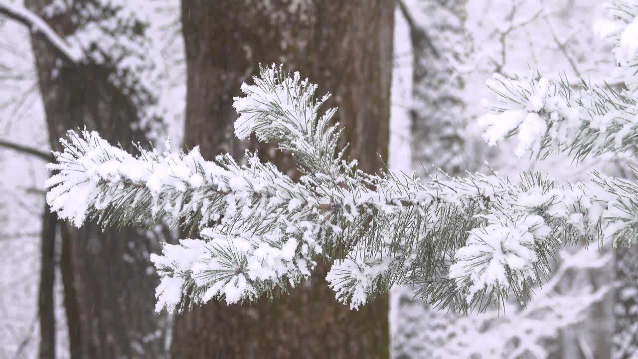 在森林模糊的背景上，雪中的一根松树枝。视频下载