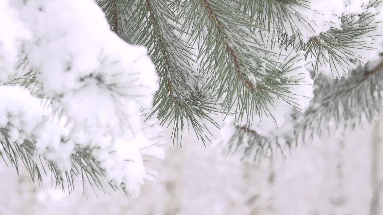 雪中的松枝在模糊的背景上。视频素材