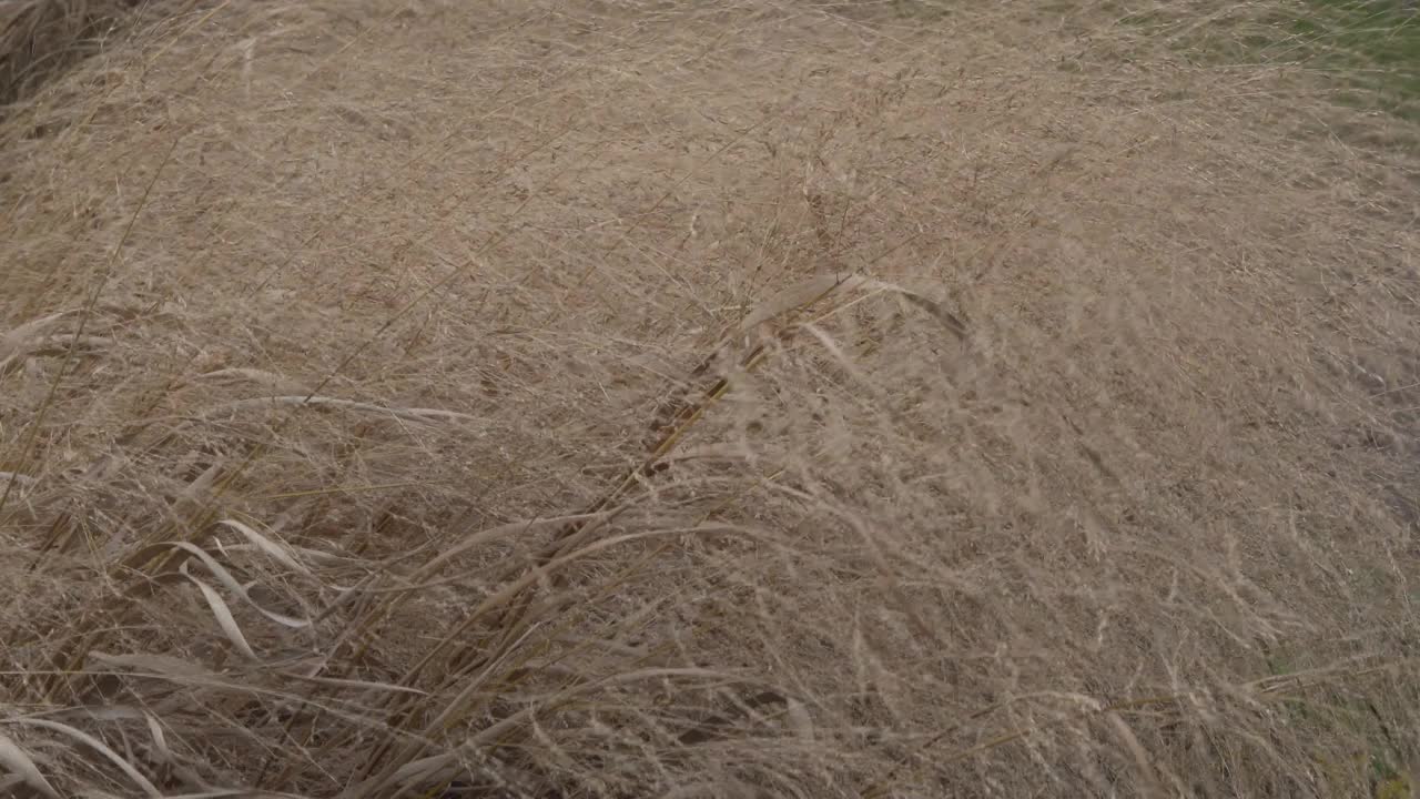 植物的干茎在强风中摇摆。视频下载