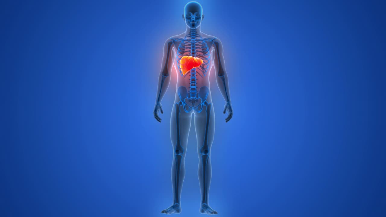 人体内部消化器官肝脏解剖动画概念视频下载