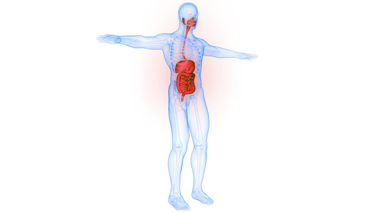 人体消化系统解剖动画概念视频下载