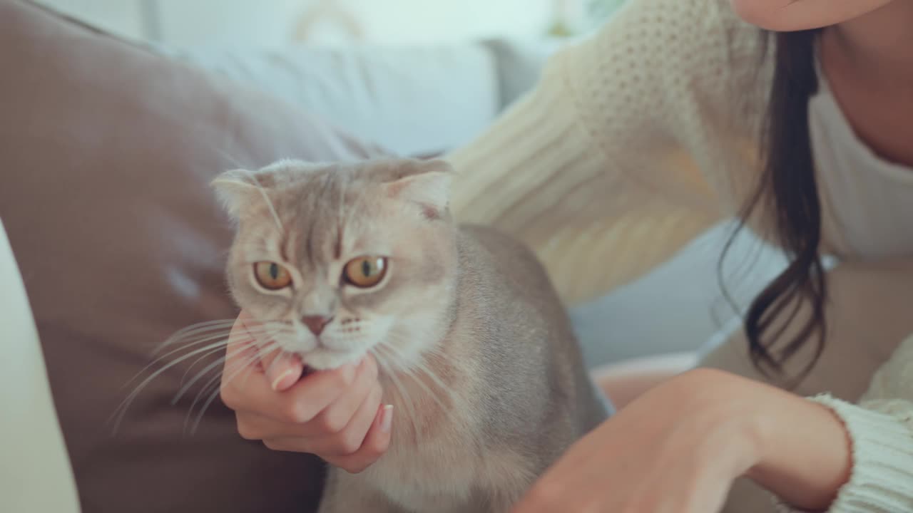 快乐的亚洲女人在客厅的沙发上玩苏格兰折耳猫，快乐的家养动物在家里。视频下载