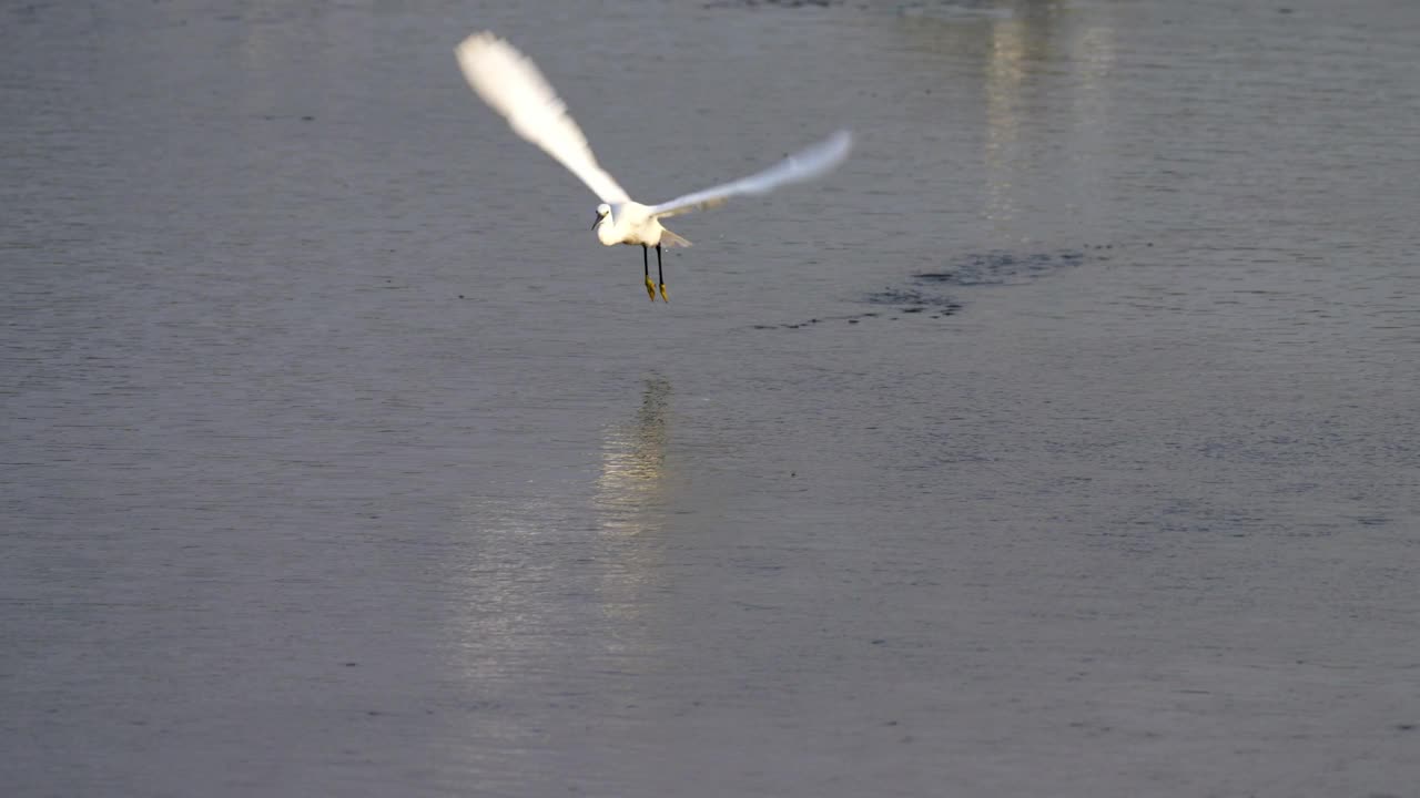 小白鹭(Egretta garzetta)加利利海视频素材