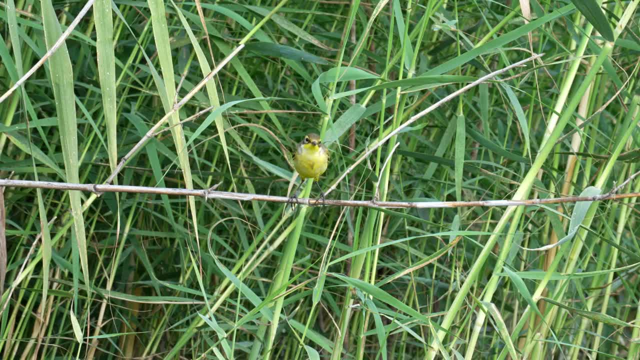 西部黄鹡鸰(Motacilla flava)视频素材