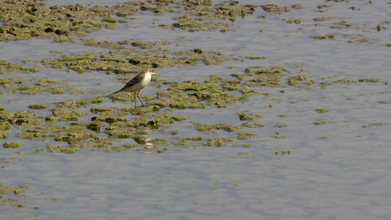 西部黄鹡鸰(Motacilla flava)视频素材