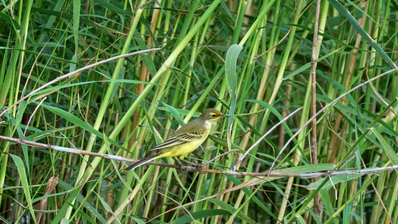 西部黄鹡鸰(Motacilla flava)视频素材