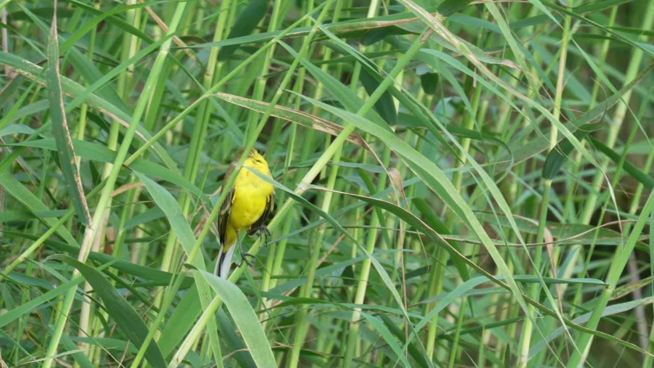 西部黄鹡鸰(Motacilla flava)视频素材