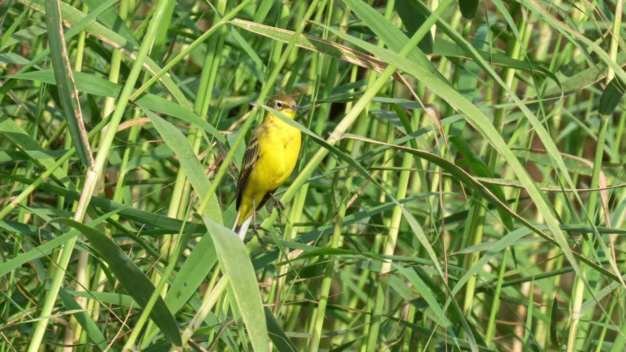 西部黄鹡鸰(Motacilla flava)视频素材