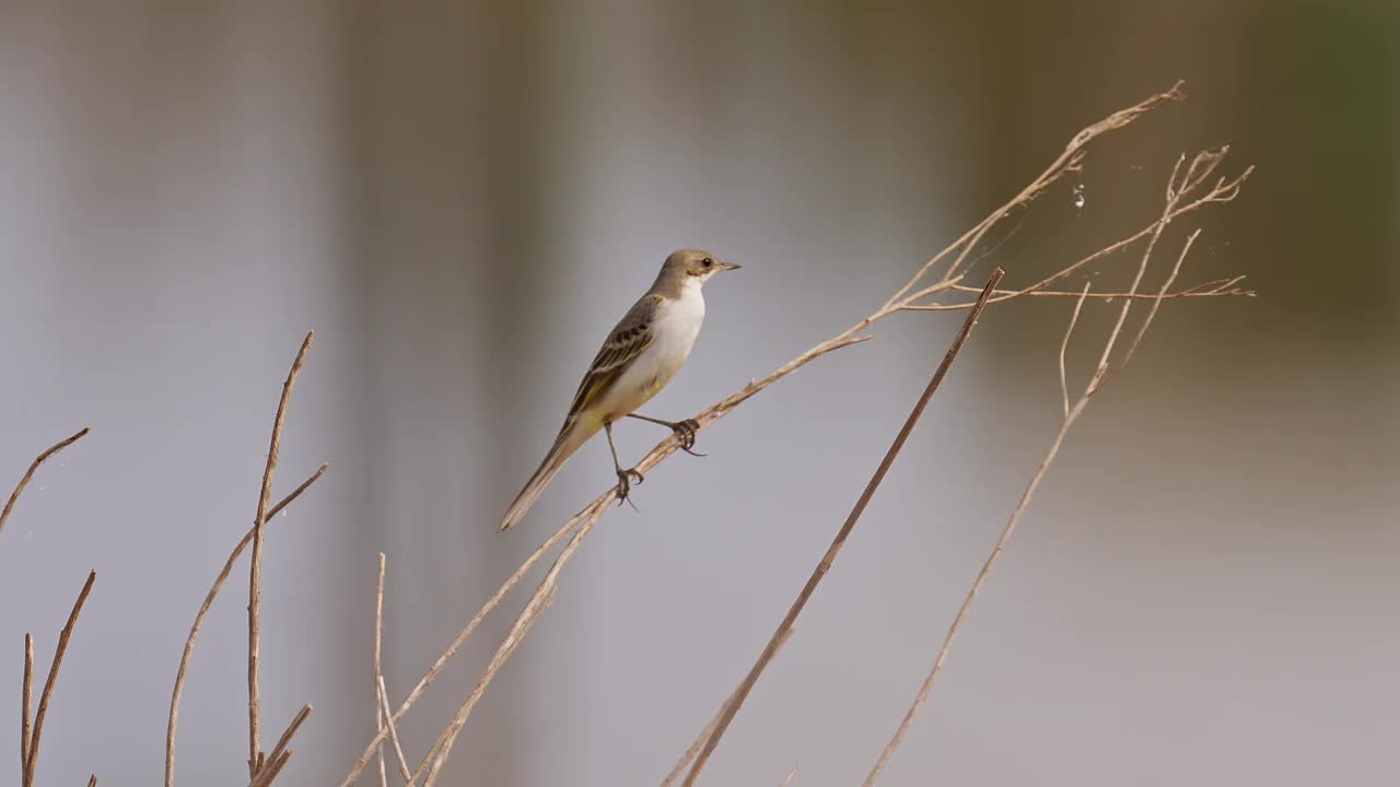 西部黄鹡鸰(Motacilla flava)视频素材