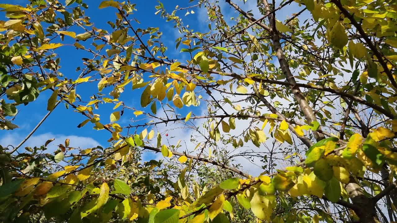 花园里黄叶的树枝，映衬着蓝天。视频下载