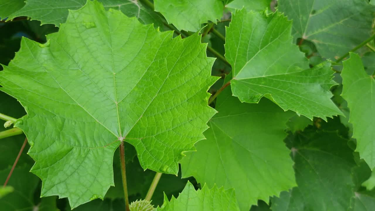 绿色葡萄叶的特写。一个晴朗的晴天。视频下载