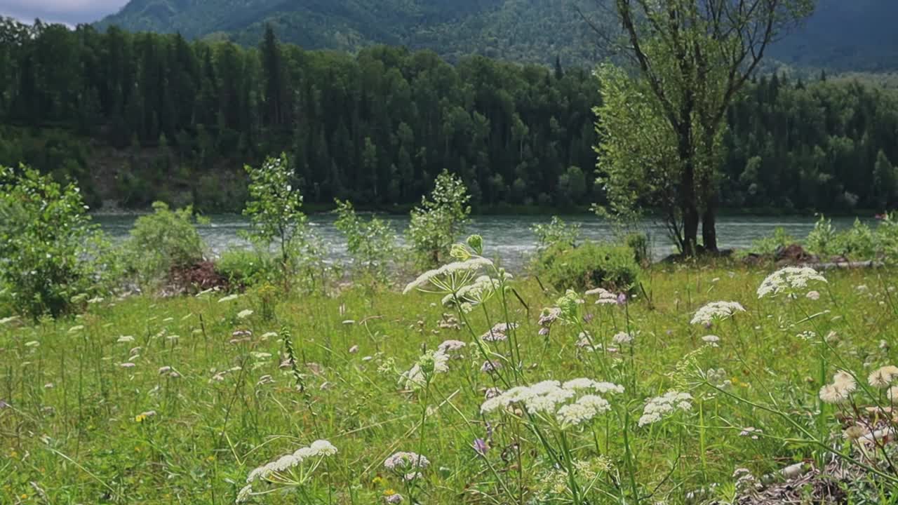 草地上的花朵映衬着群山和河流。美丽的风景在山上。视频下载