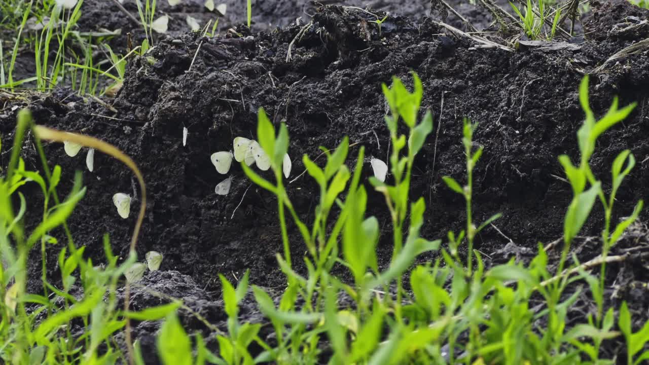 白蝴蝶在野外飞翔。视频下载