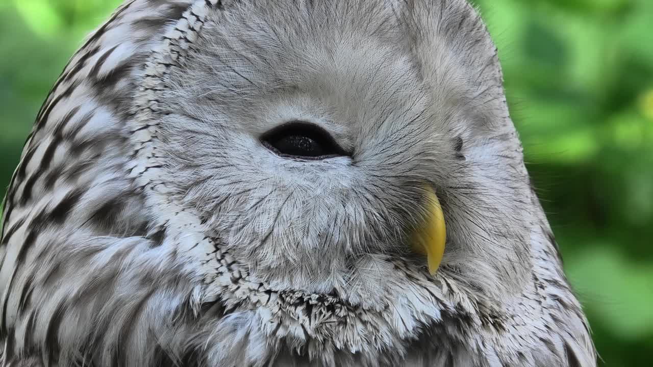 夏季森林中的乌拉尔猫头鹰(Strix uralensis)视频下载