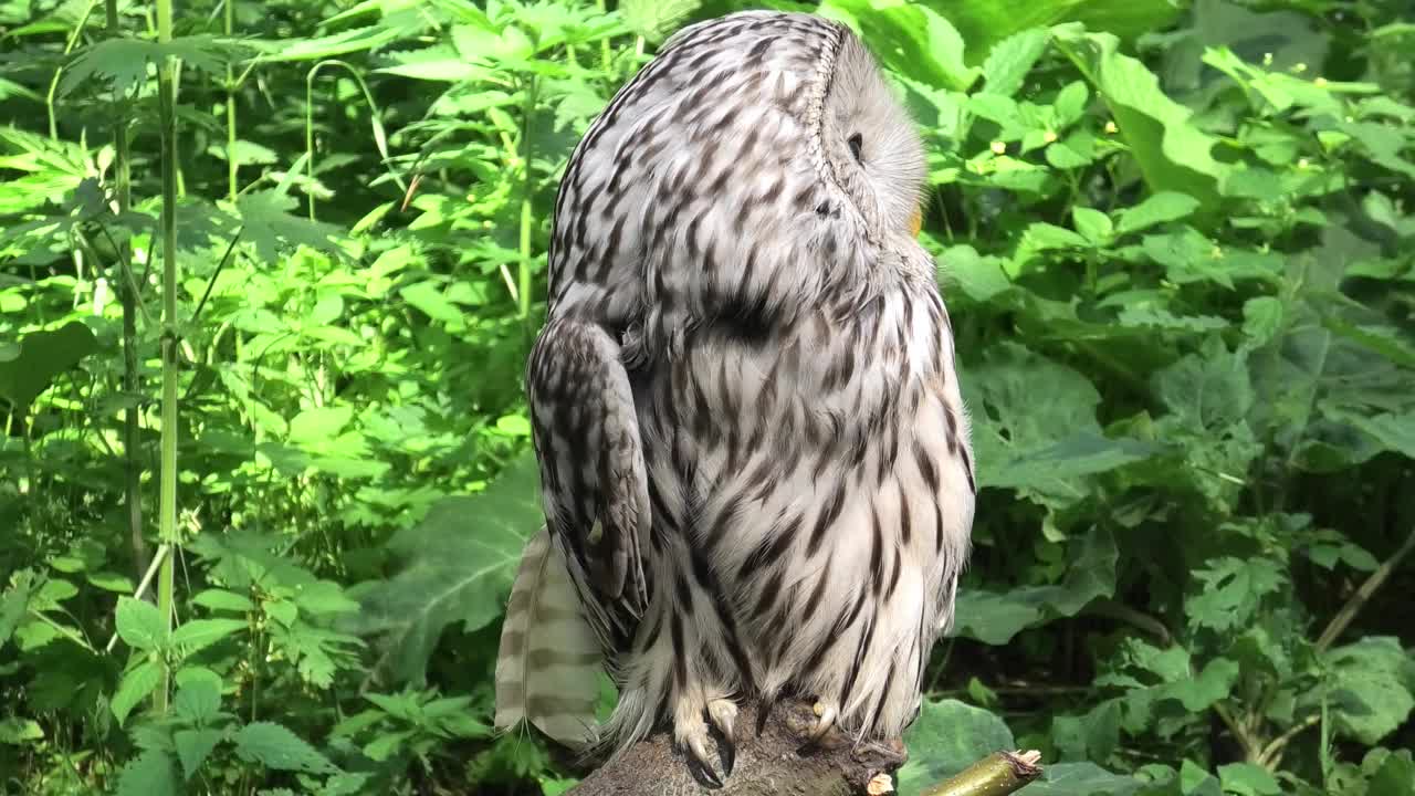 夏季森林中的乌拉尔猫头鹰(Strix uralensis)视频素材