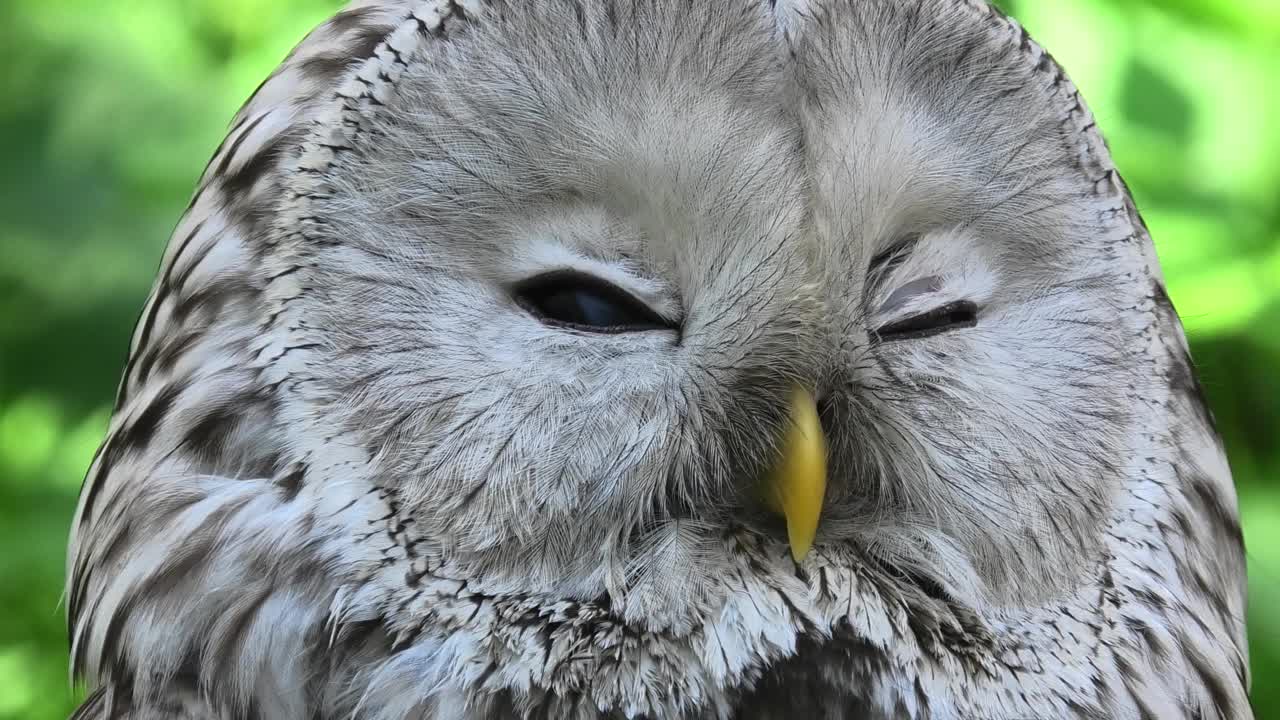 夏季森林中的乌拉尔猫头鹰(Strix uralensis)视频素材