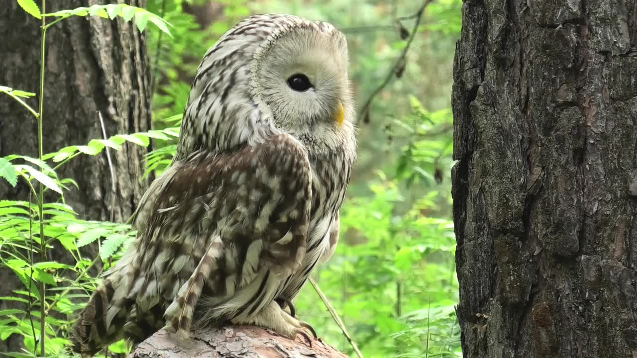 夏季森林中的乌拉尔猫头鹰(Strix uralensis)视频下载