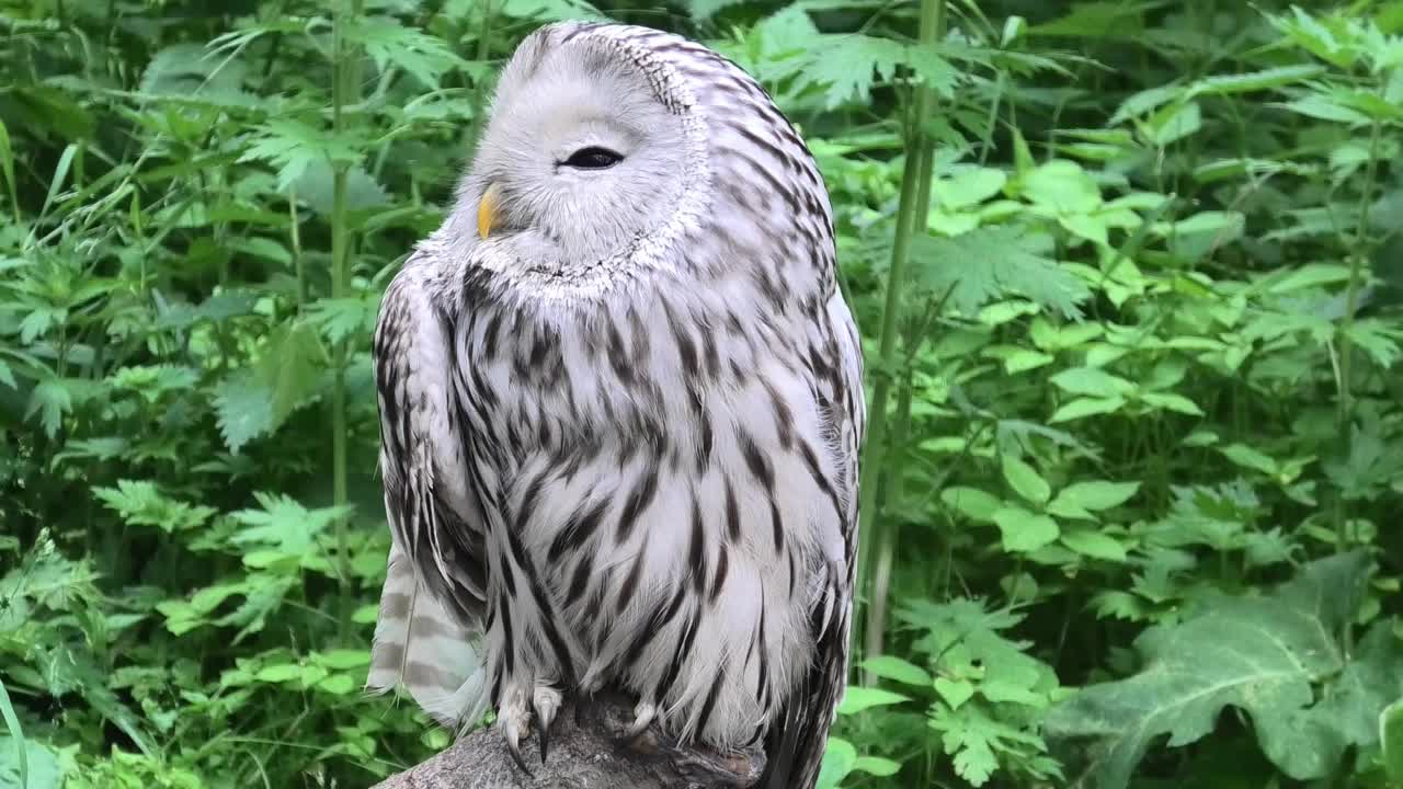 夏季森林中的乌拉尔猫头鹰(Strix uralensis)视频素材