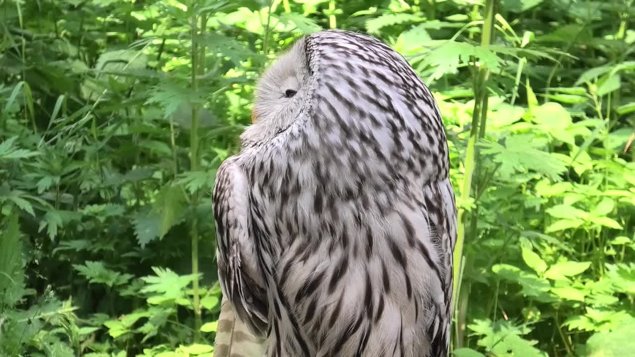 夏季森林中的乌拉尔猫头鹰(Strix uralensis)视频素材