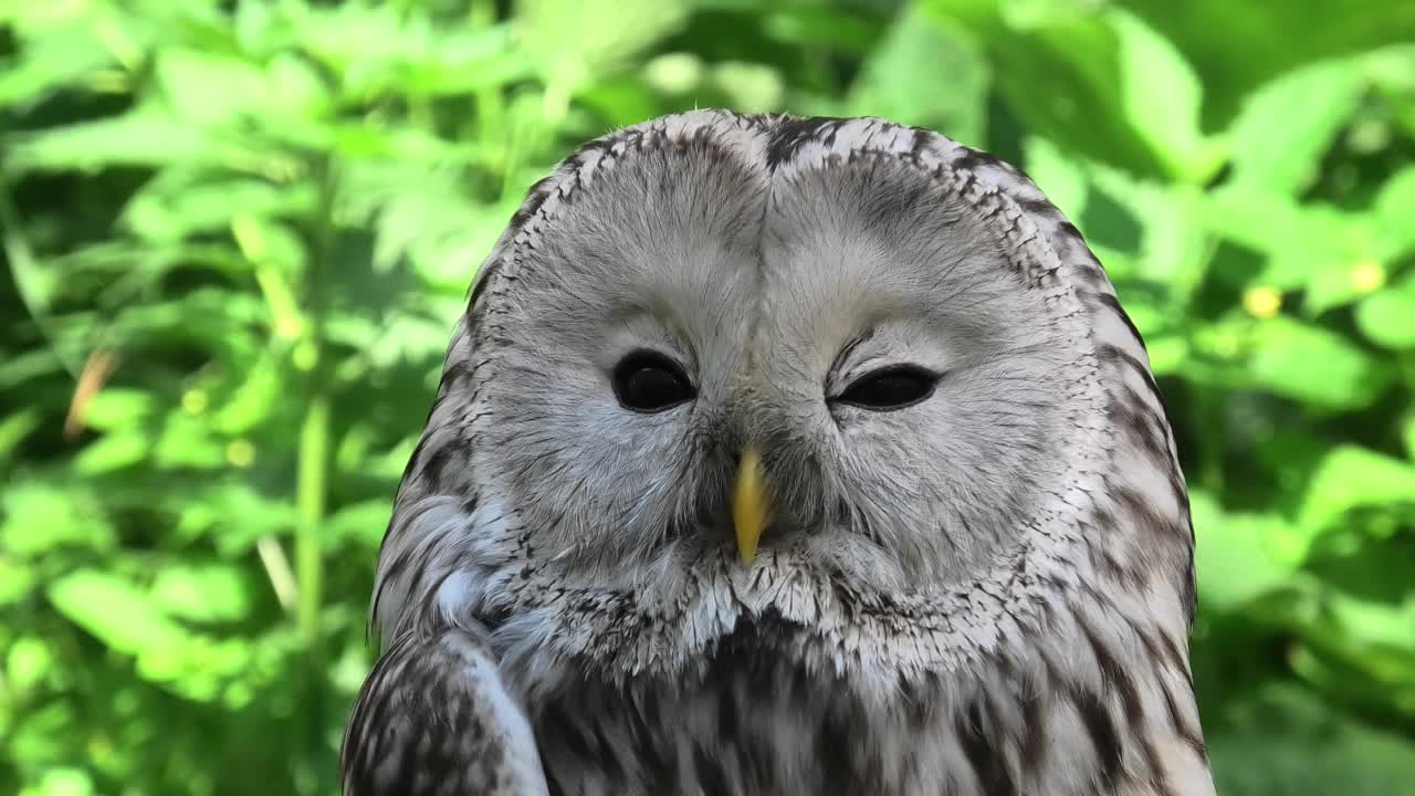 夏季森林中的乌拉尔猫头鹰(Strix uralensis)视频下载