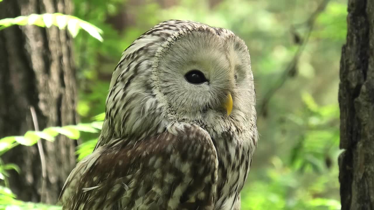 夏季森林中的乌拉尔猫头鹰(Strix uralensis)视频下载