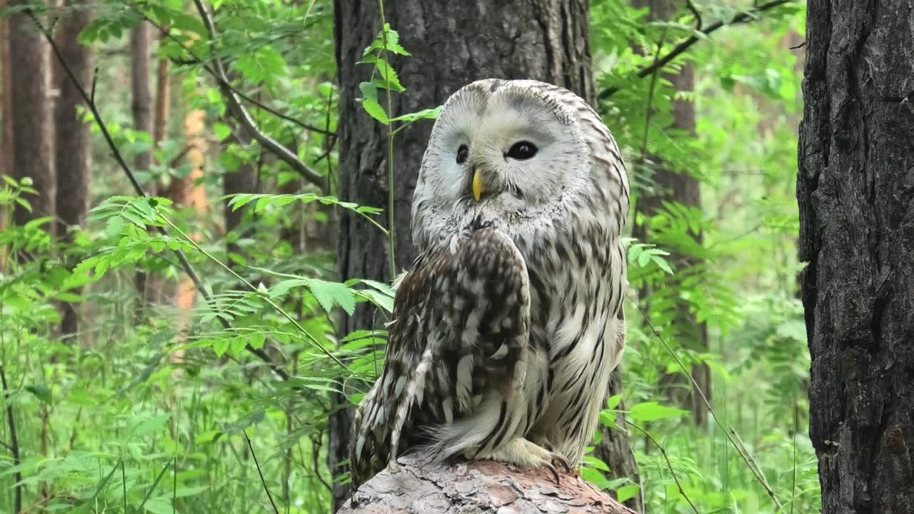 夏季森林中的乌拉尔猫头鹰(Strix uralensis)视频下载