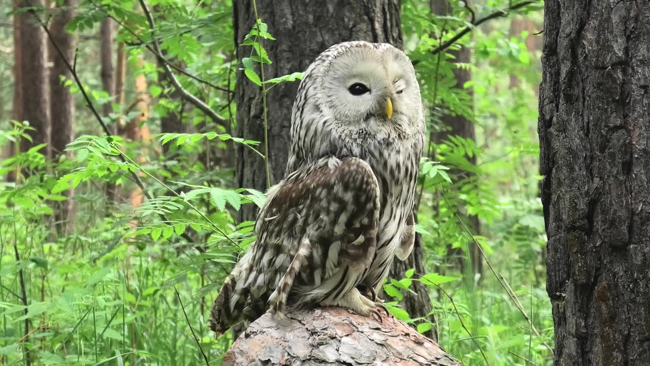 夏季森林中的乌拉尔猫头鹰(Strix uralensis)视频下载