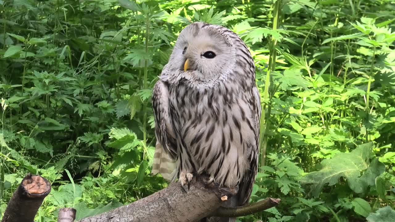 夏季森林中的乌拉尔猫头鹰(Strix uralensis)视频下载