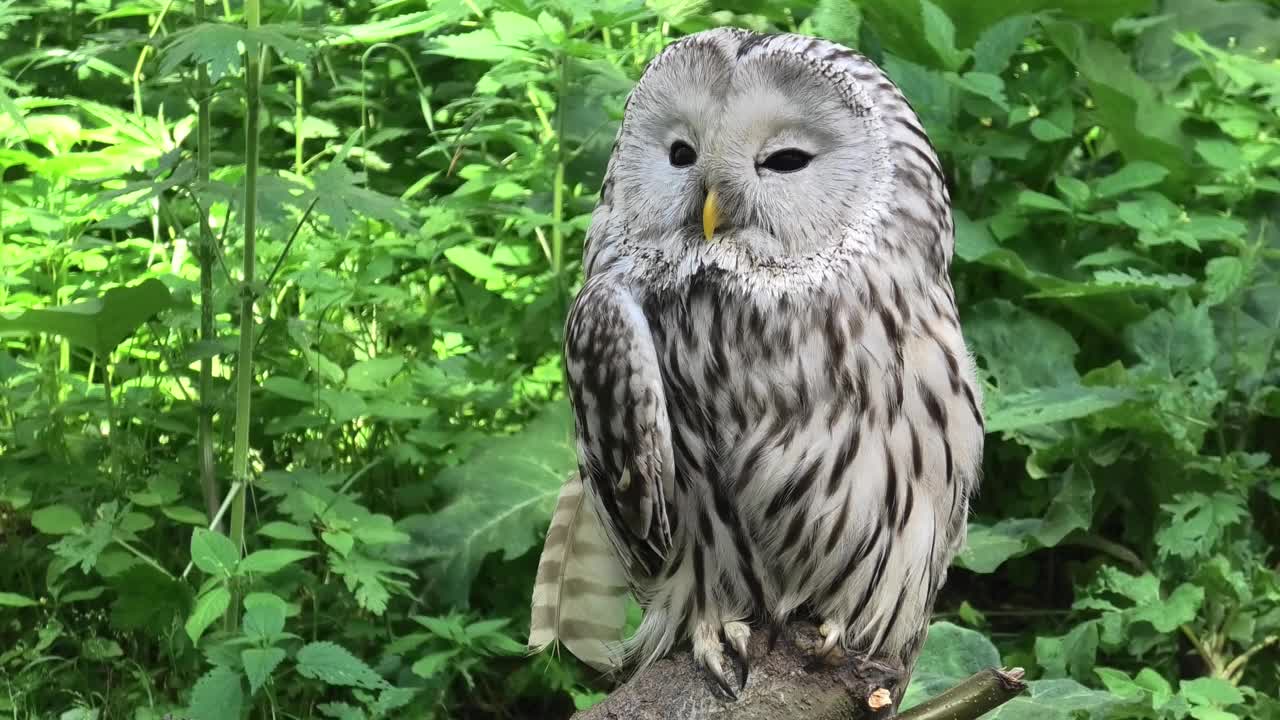 夏季森林中的乌拉尔猫头鹰(Strix uralensis)视频下载