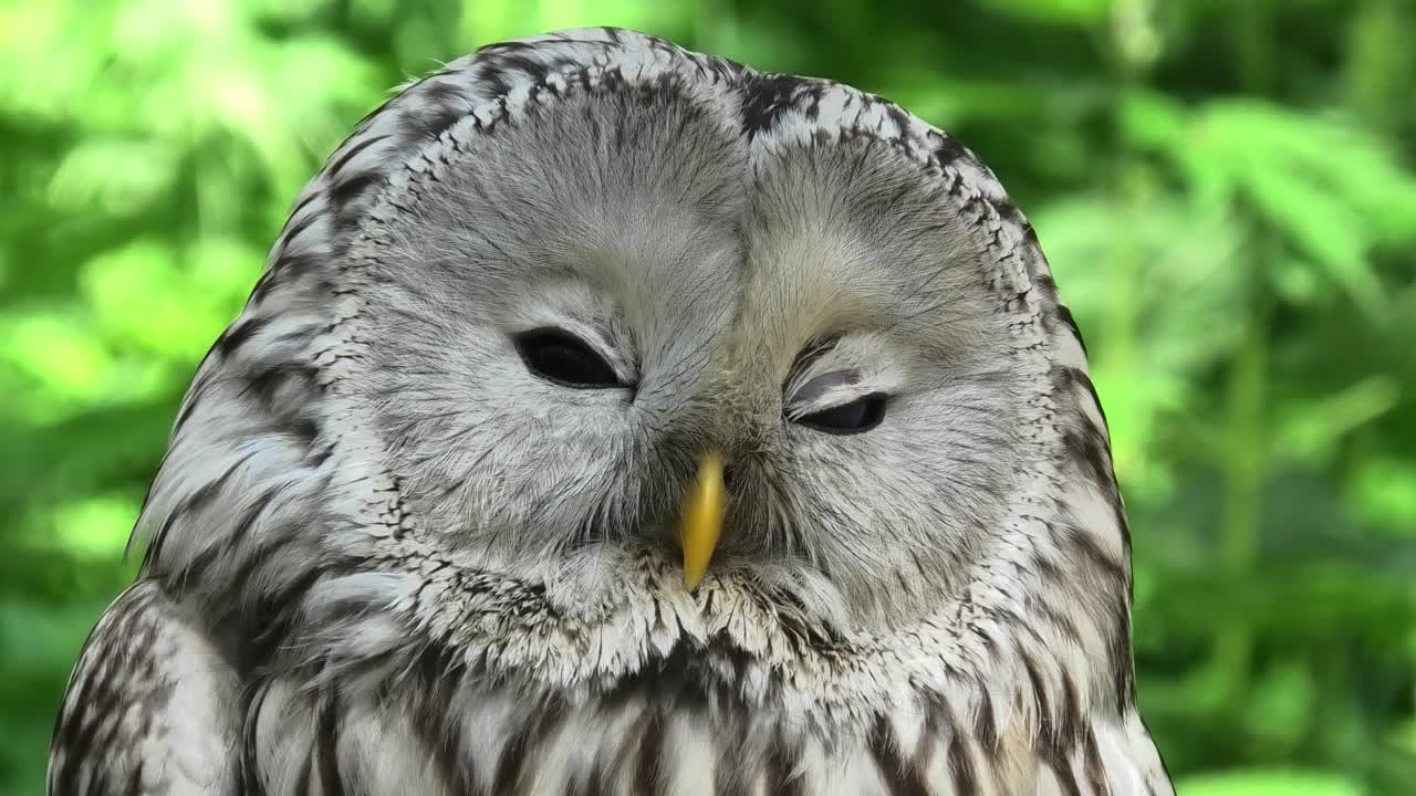 夏季森林中的乌拉尔猫头鹰(Strix uralensis)视频下载