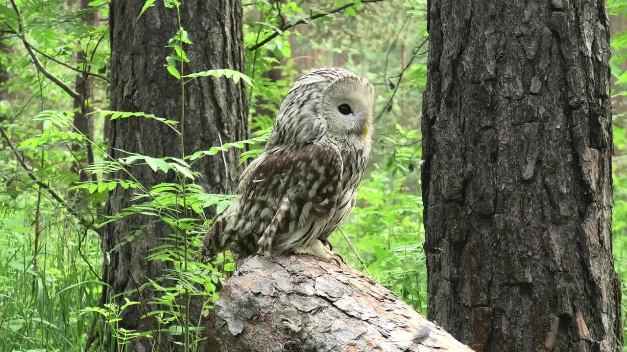 夏季森林中的乌拉尔猫头鹰(Strix uralensis)视频素材