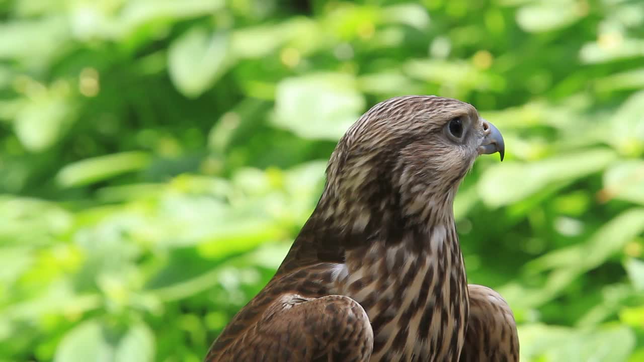 夏日森林中的萨克猎鹰，绿色植物作为背景(Falco cherrug)视频下载