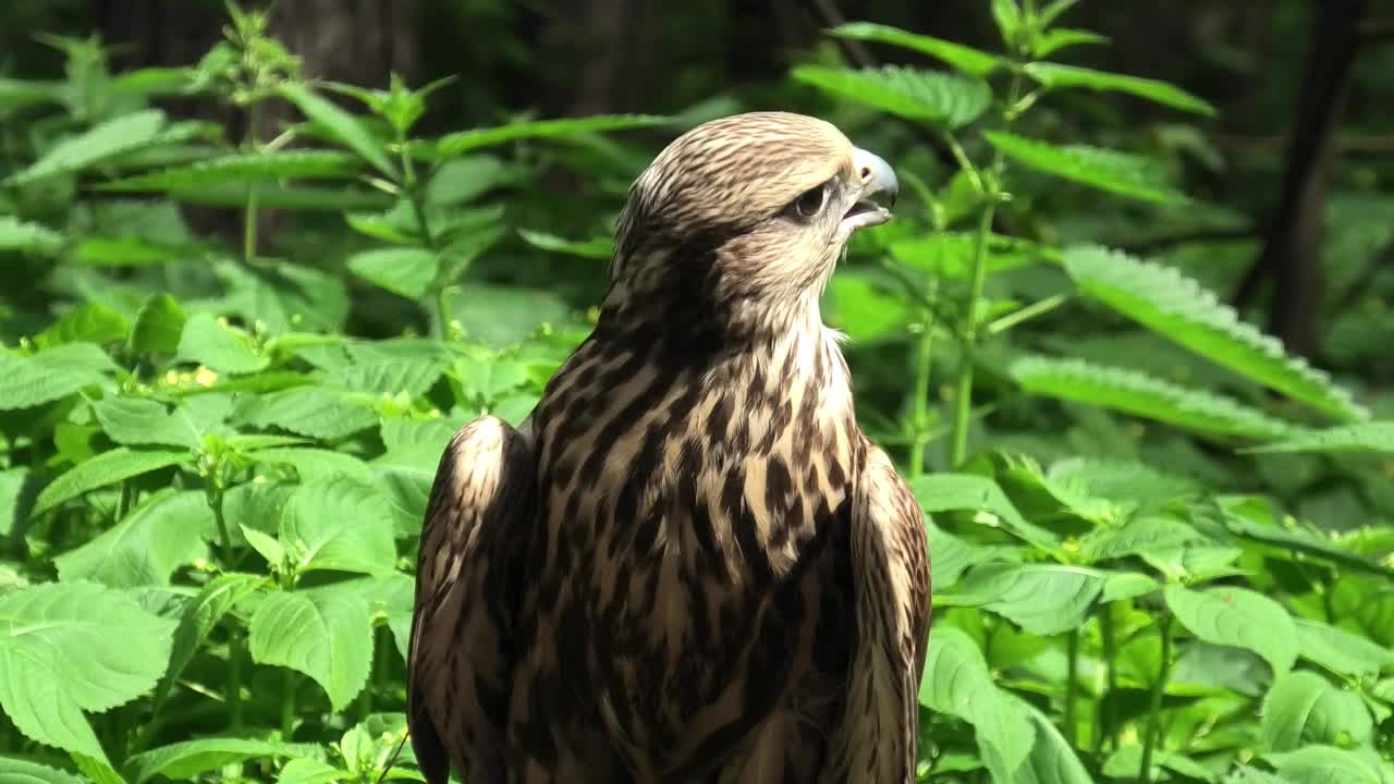 夏日森林中的萨克猎鹰，绿色植物作为背景(Falco cherrug)视频下载