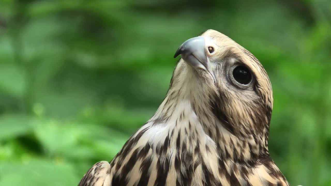 夏日森林中的萨克猎鹰，绿色植物作为背景(Falco cherrug)视频下载