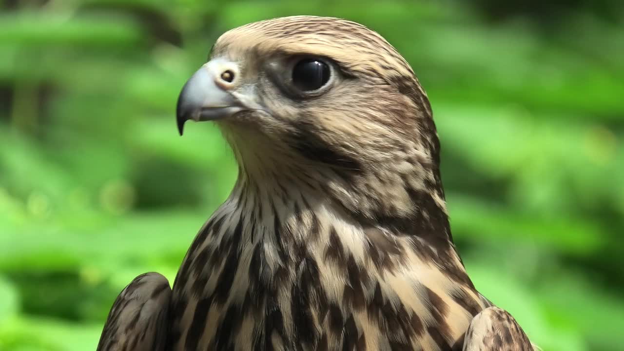 夏日森林中的萨克猎鹰，绿色植物作为背景(Falco cherrug)视频下载