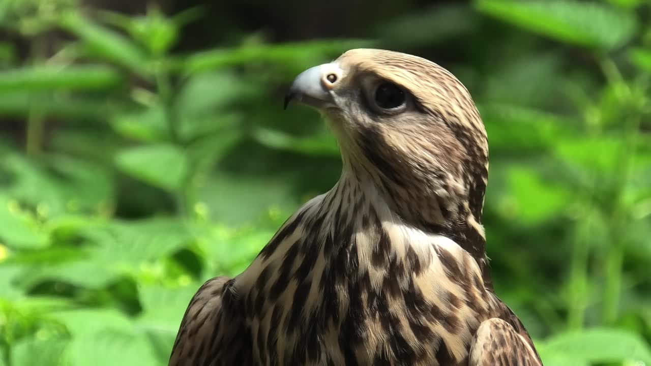 夏日森林中的萨克猎鹰，绿色植物作为背景(Falco cherrug)视频下载