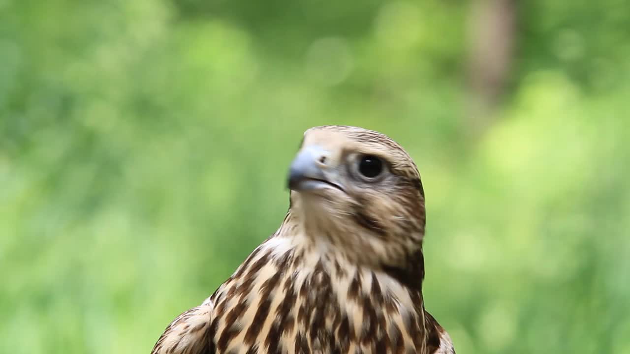 夏日森林中的萨克猎鹰，绿色植物作为背景(Falco cherrug)视频下载