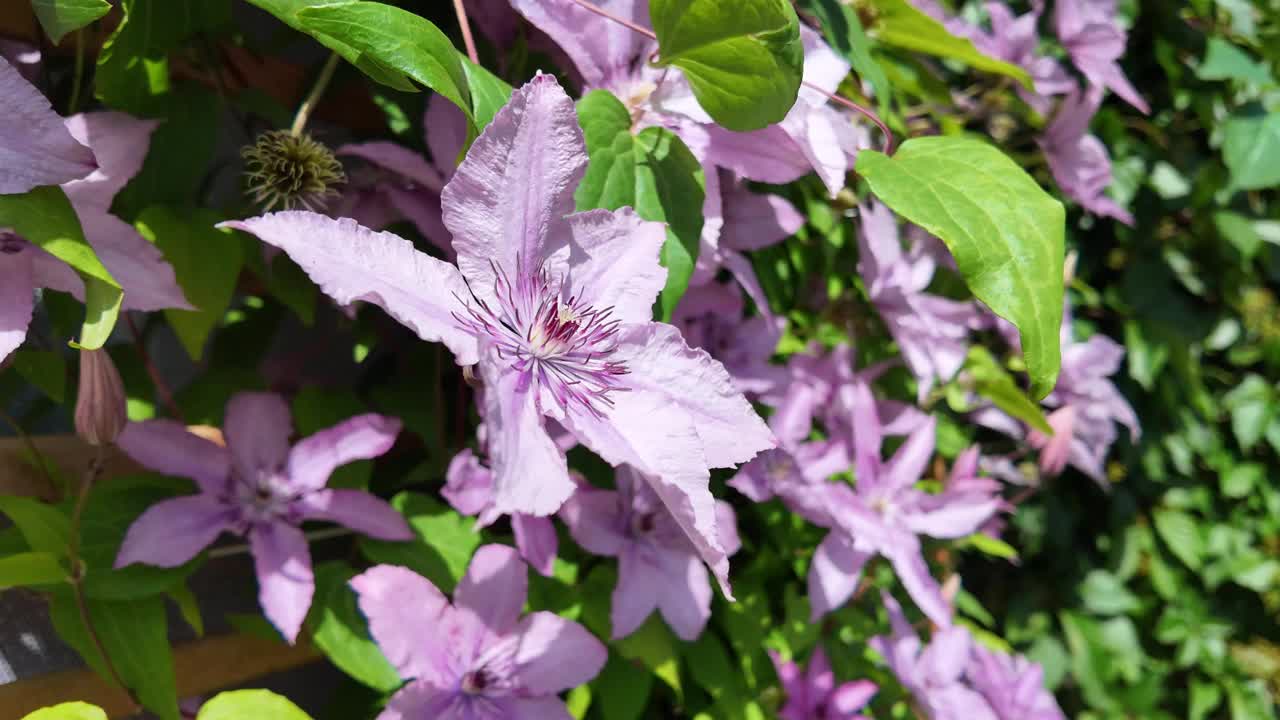 粉红色的铁线莲花在花园里盛开视频素材