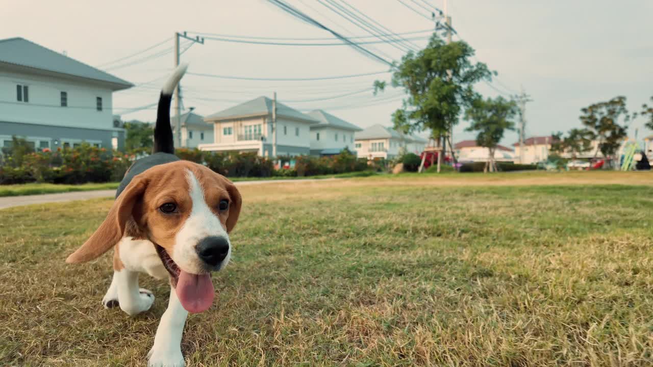 小猎犬喜欢在操场的草地上玩耍。宠物爱好者概念视频素材