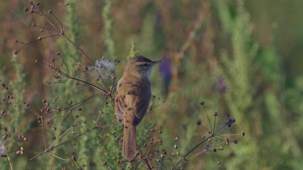 在一个阳光明媚的夏日早晨，一只水田莺(Acrocephalus agricola)鸟坐在干草地上。视频素材