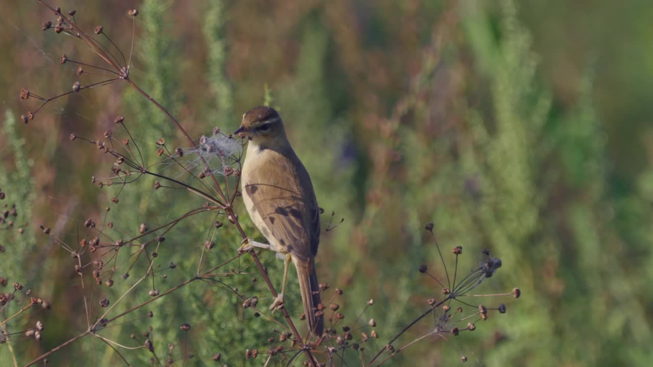 在一个阳光明媚的夏日早晨，一只水田莺(Acrocephalus agricola)鸟坐在干草地上。视频下载