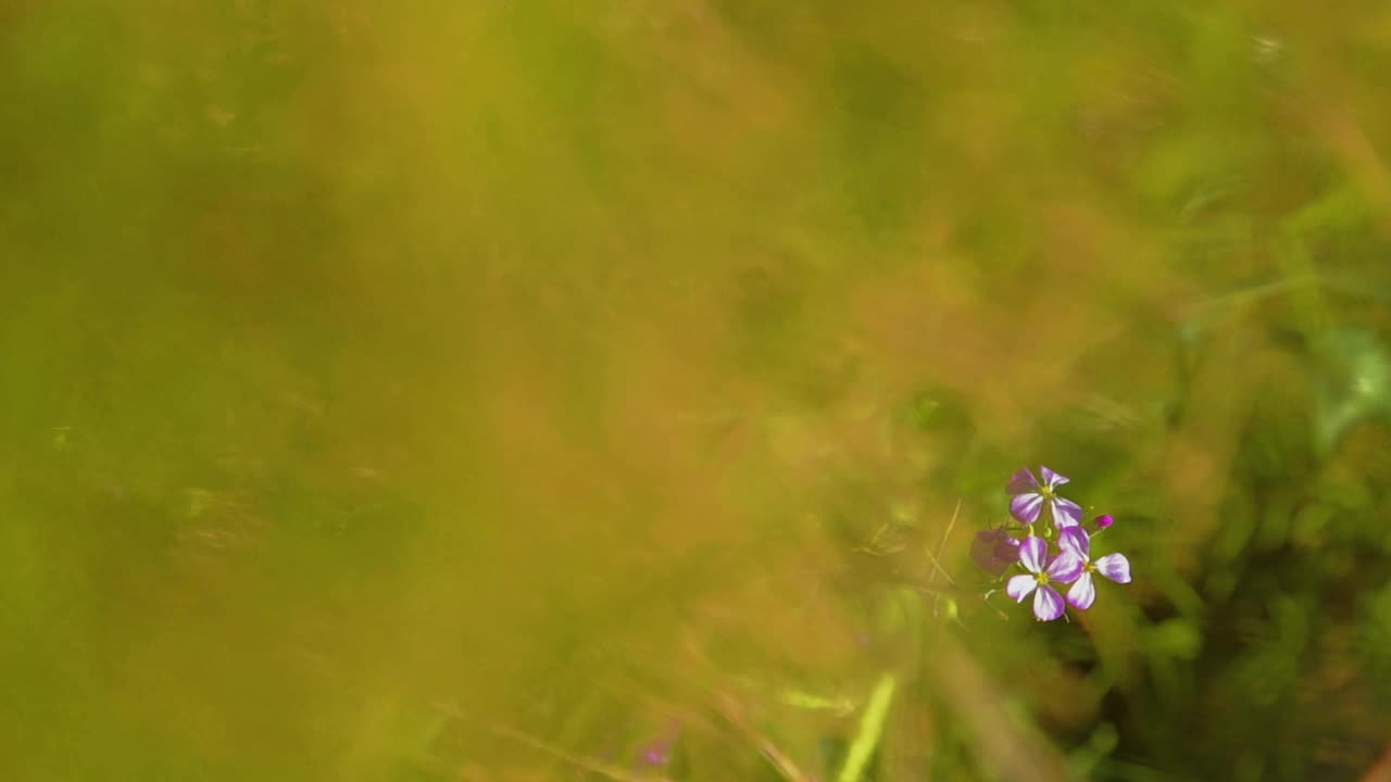 几瓣花被风吹在模糊的地面上视频素材