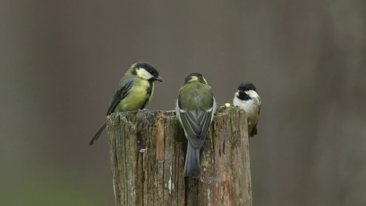 在阿伯内西喀里多尼亚森林里，煤山雀(Periparus ater)和大山雀(Parus major)正在吃树干上的种子。视频下载