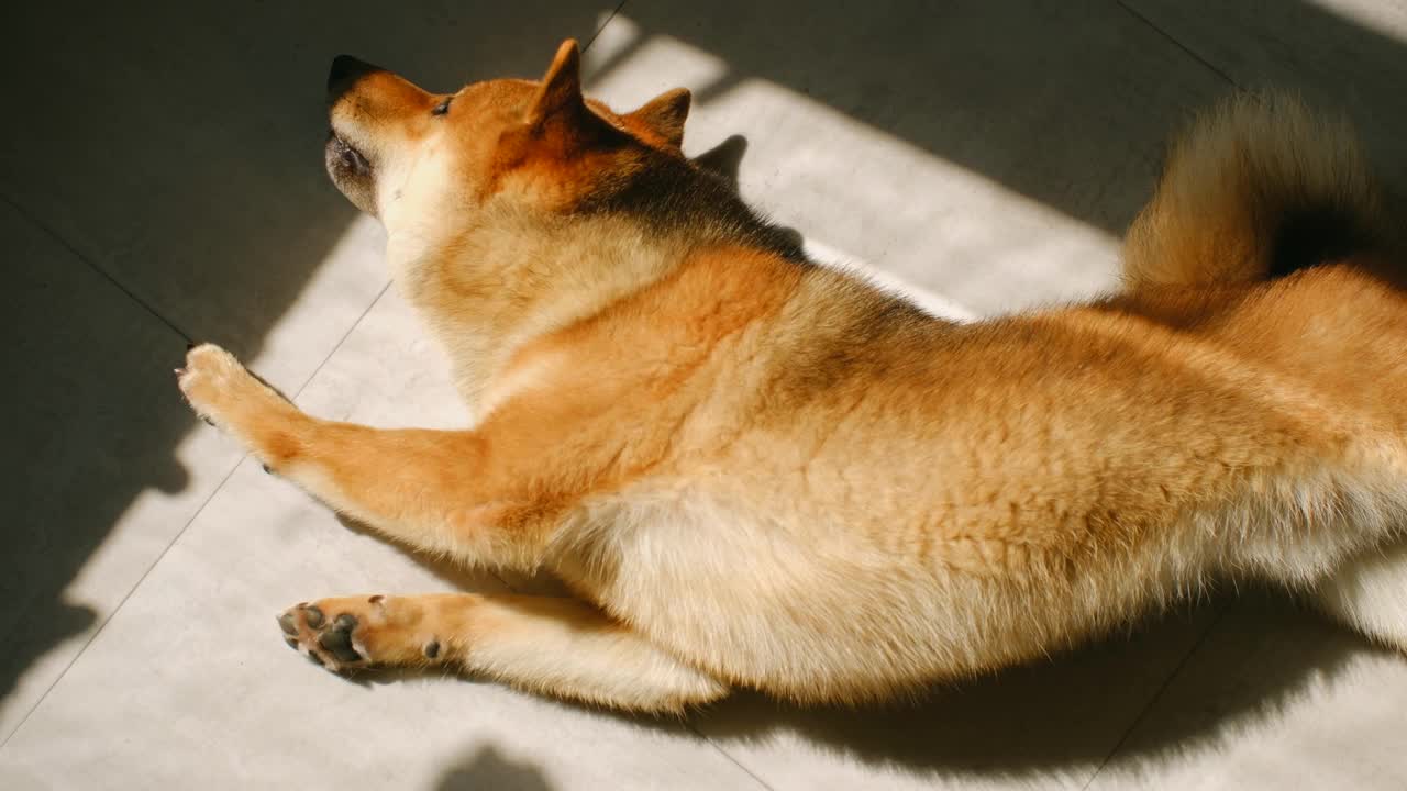 柴犬在阳光下躺在地板上视频下载