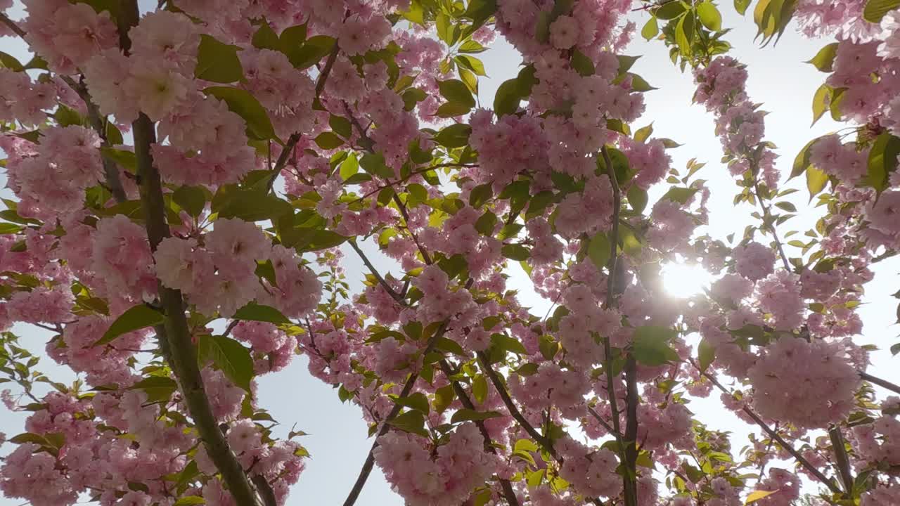 开花的樱花Kanzan树，粉红色的重瓣花视频素材