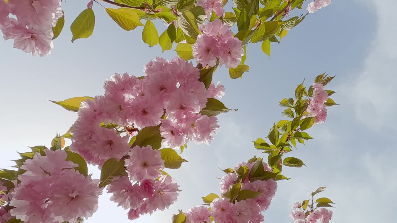 盛开粉红色的樱花，树的重花樱花Kanzan视频下载