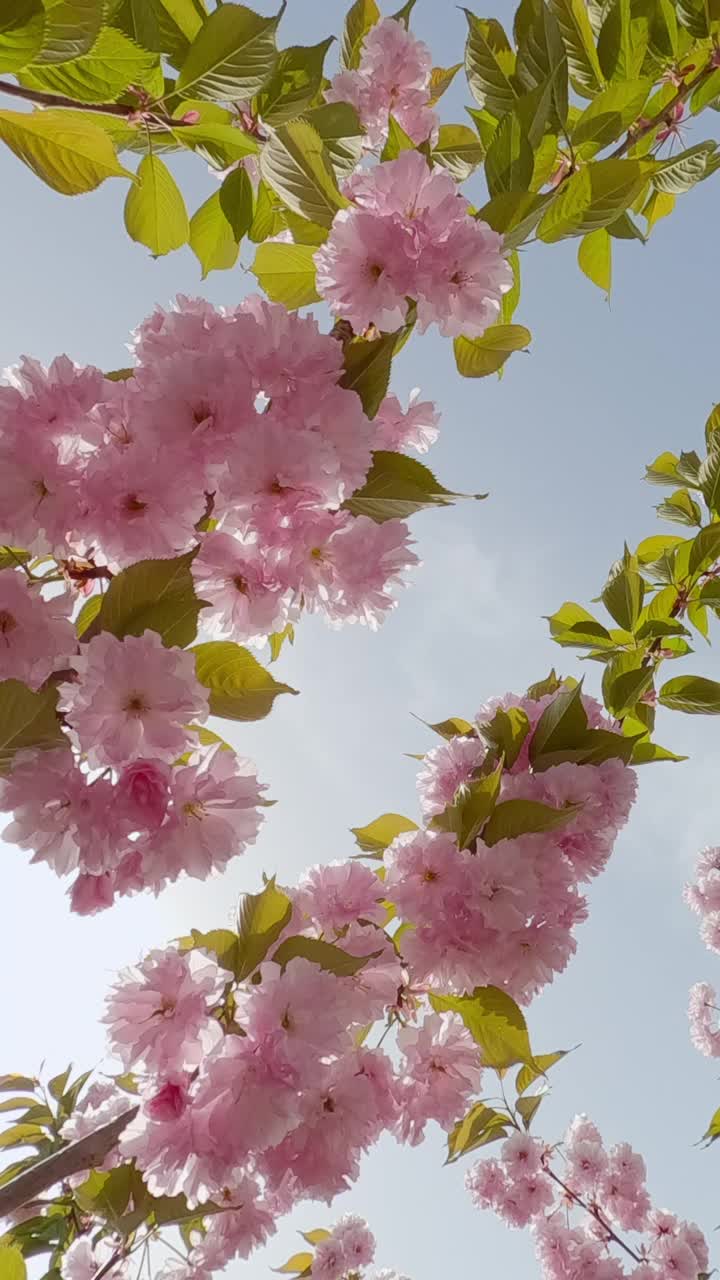 开花的樱花树，粉红色重瓣花，北溪(同日)视频素材