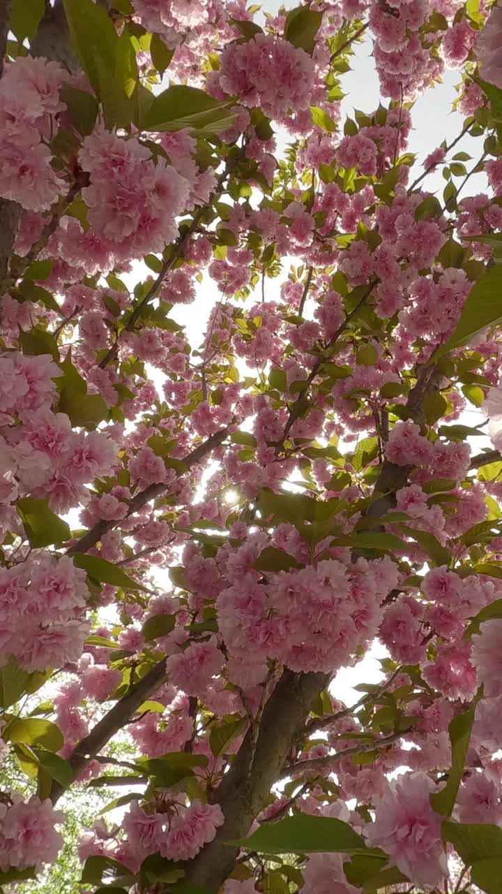 开花的樱花树枝上开满了粉红色的重瓣花视频素材