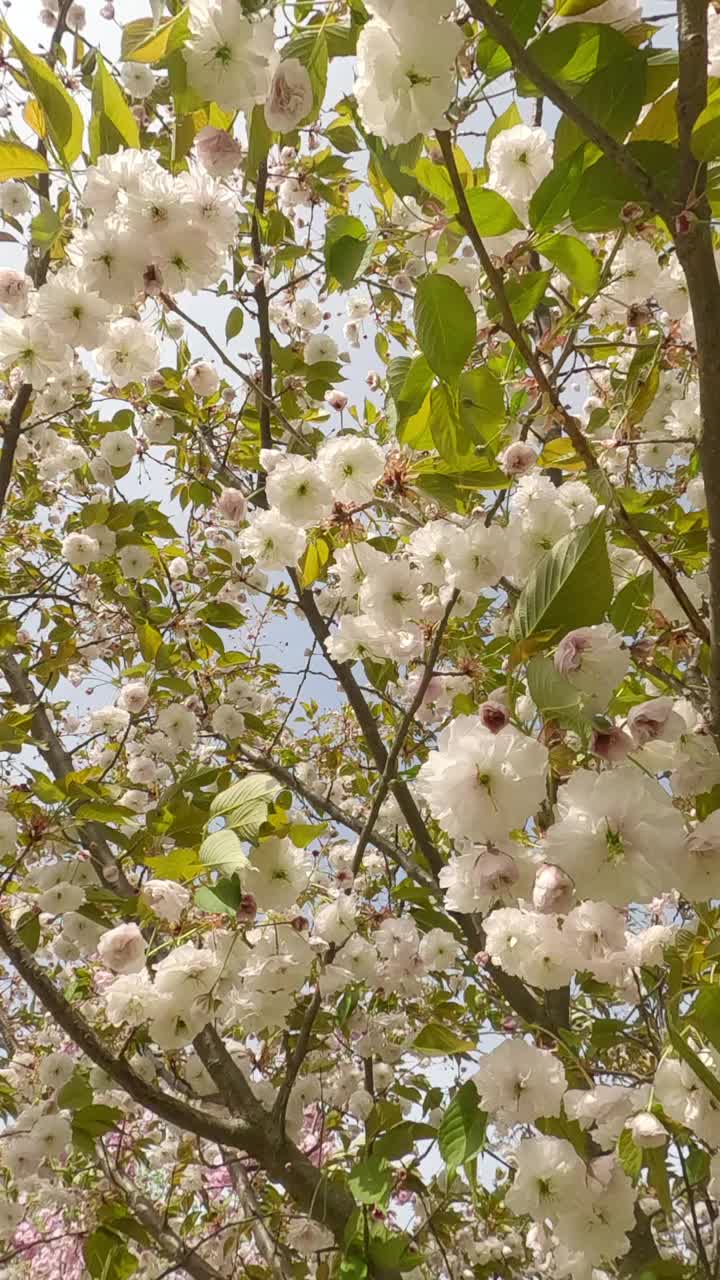 有白色重瓣花的樱花开花树的枝条视频素材