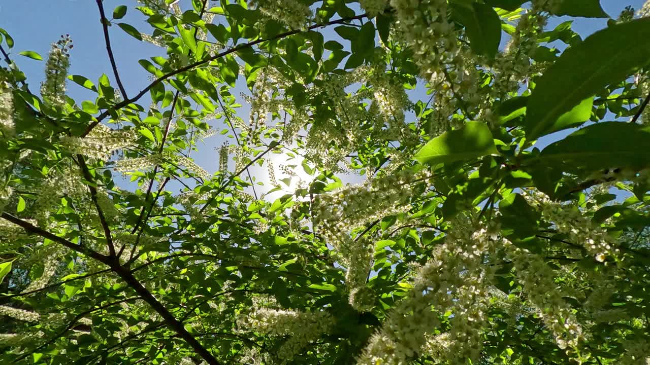 在阳光的背光下，在开花的鸟樱桃树树枝间向上移动视频素材